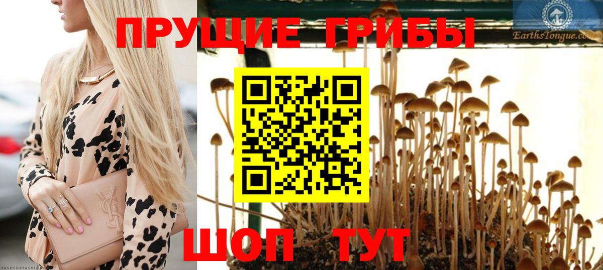 Ногинск  Псилоцибиновые грибы Psilocybine cubensis  Вход с VPN  Галлюциногенные грибы Cubensis 